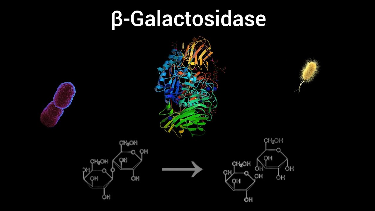 beta-Galactosidase Enzyme | Function