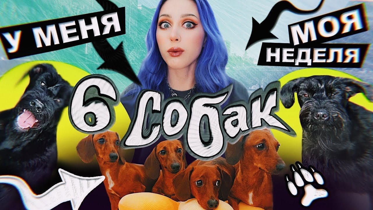 6 СОБАК - это НОРМА!? / VLOG: жиза, друзья и хрючево!