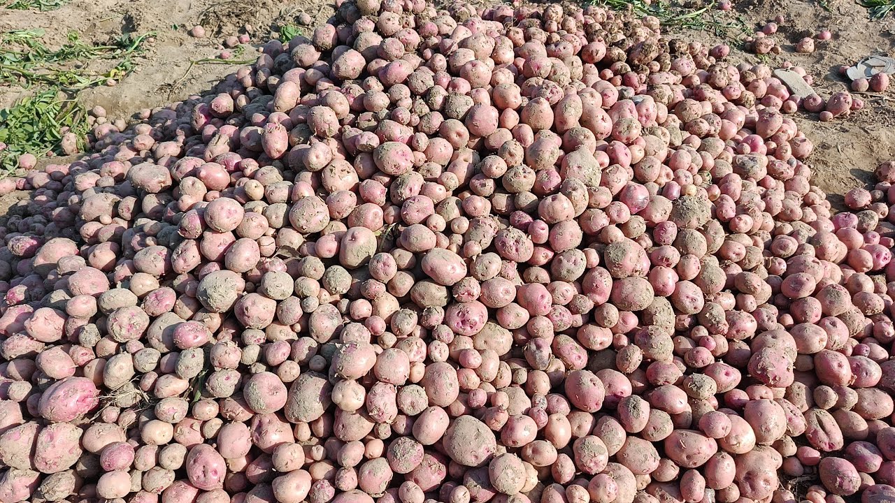 आलू की खुदाई 2026 🥔 | Desi Kisan Potato Harvest Full Process #viralvideo #viral 