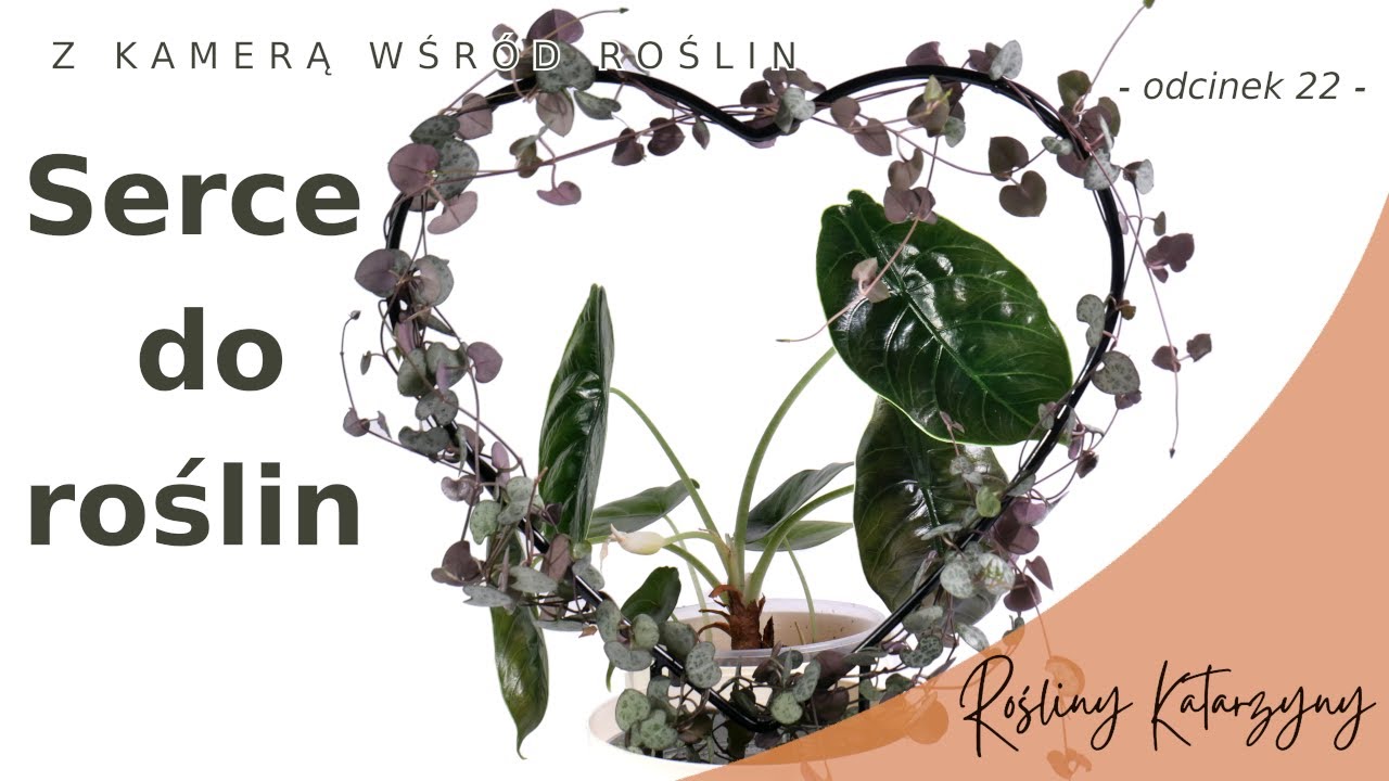 Wielkie serce Ceropegii 💚 Kompozycje Filodendronów i Alokazji 💐😀 - 🪴 ZKWR 22