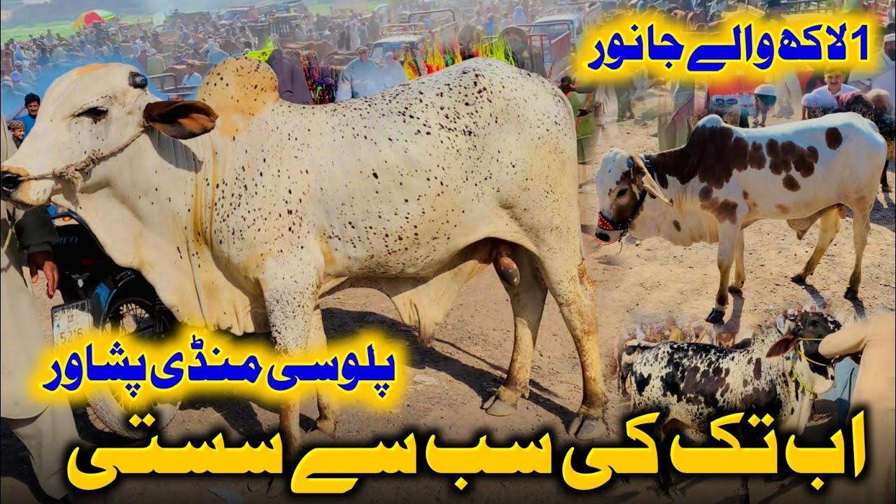 Palosi Mandi Peshawar 2025 updates - Palosi Cow Mandi Eid ul Adha  - Abbas Jamil