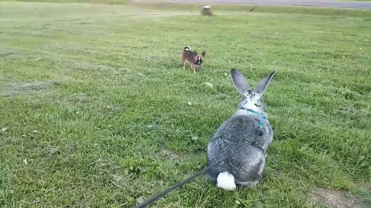 Remembering Silka the Flemish Giant Rabbit and her Chihuahua Friend