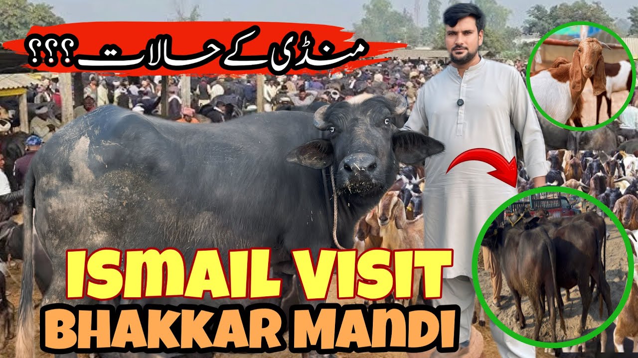 Ismail jutt Visit Bhakkar Mandi