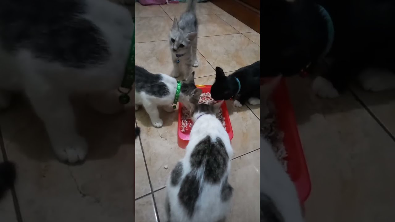 Makan Malam bersama Keluarga Gendut