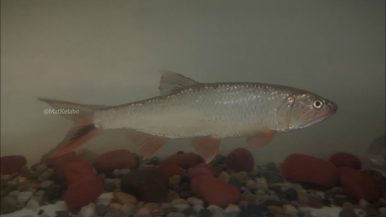 Raiamas guttatus @ Burmese Trout/Sikang (Malaysia)