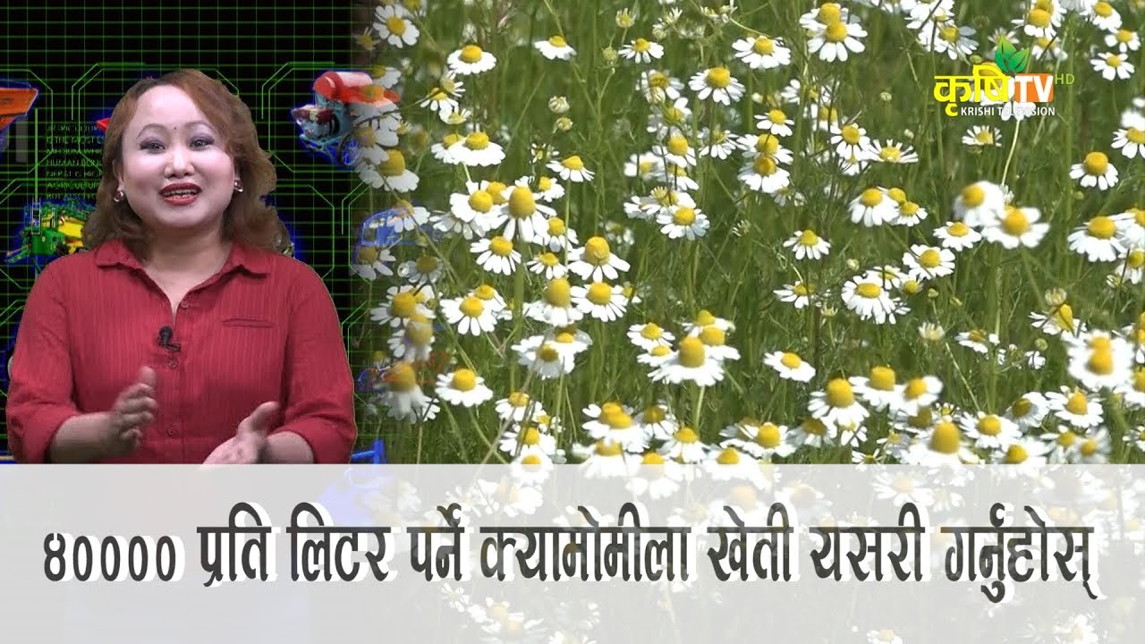 ४०००० प्रति लिटर पर्ने क्यामोमीला खेती यसरी गर्नुहोस्  || Krishi Yantrikaran