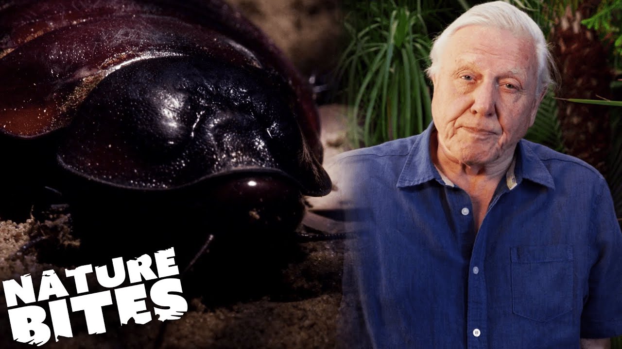 Watch This Giant Cockroach Give Birth | David Attenborough's Micro Monsters | Nature Bites