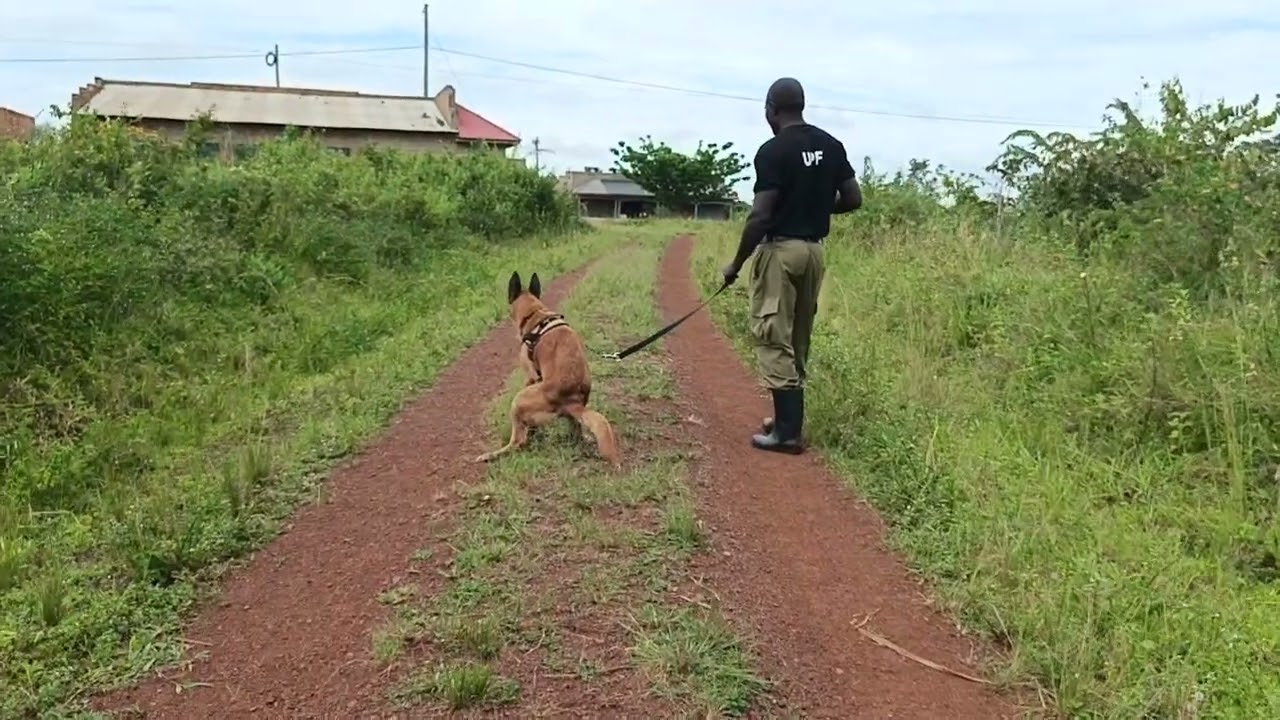 Uganda police canine dog tracking for a thief