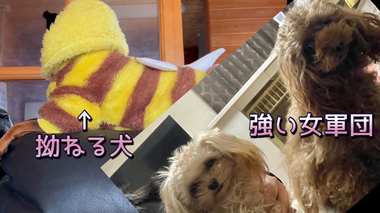 【女は強】今日も遊べなかったミニピン#トイプードル #ちわぷーぷー #多頭飼い 