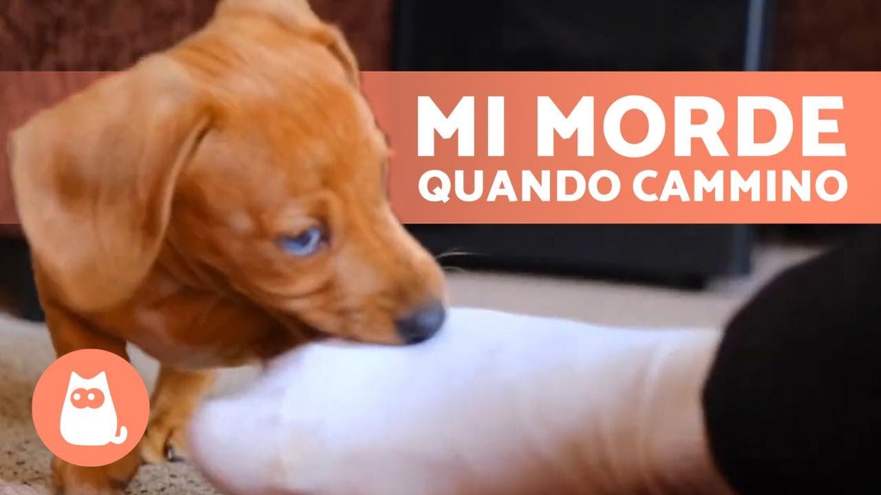 Perché il cane mi morde i piedi quando cammino? 🚶‍♂️🐕 (Cause e Cosa fare)