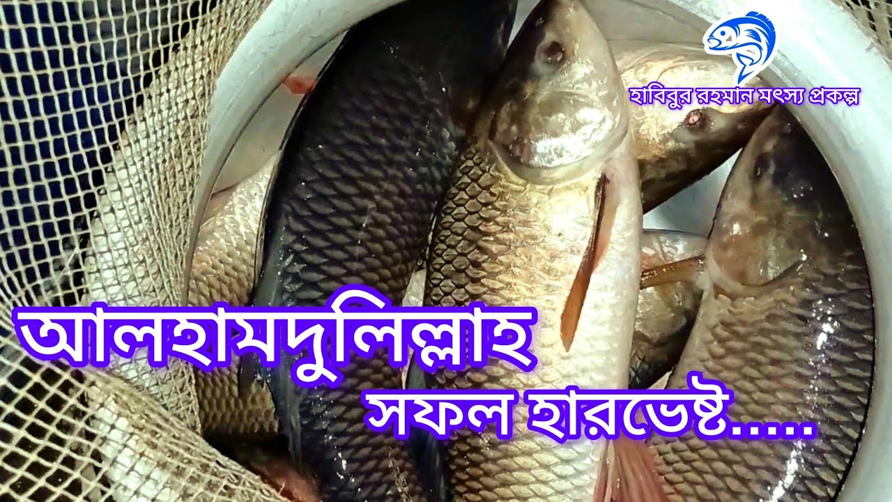 ৩৪১..আলহামদুলিল্লাহ সফল হারভেষ্ট। 