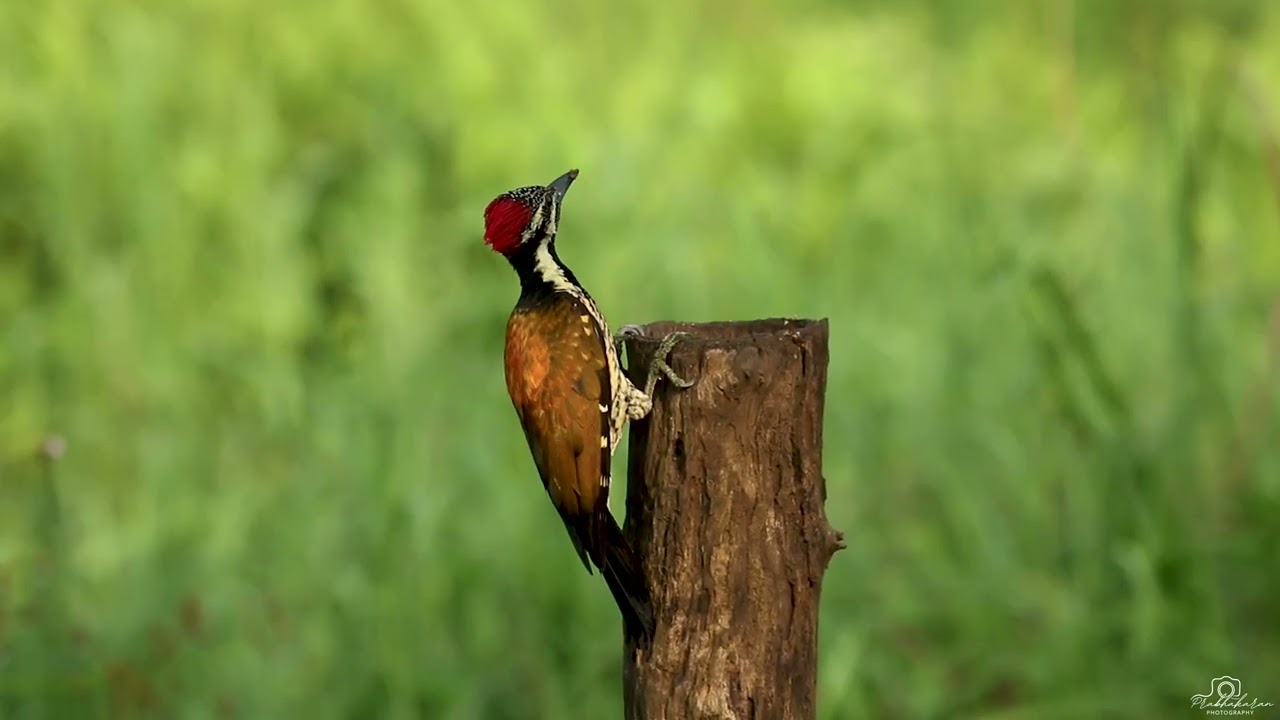 Black rumped flameback Woodpecker