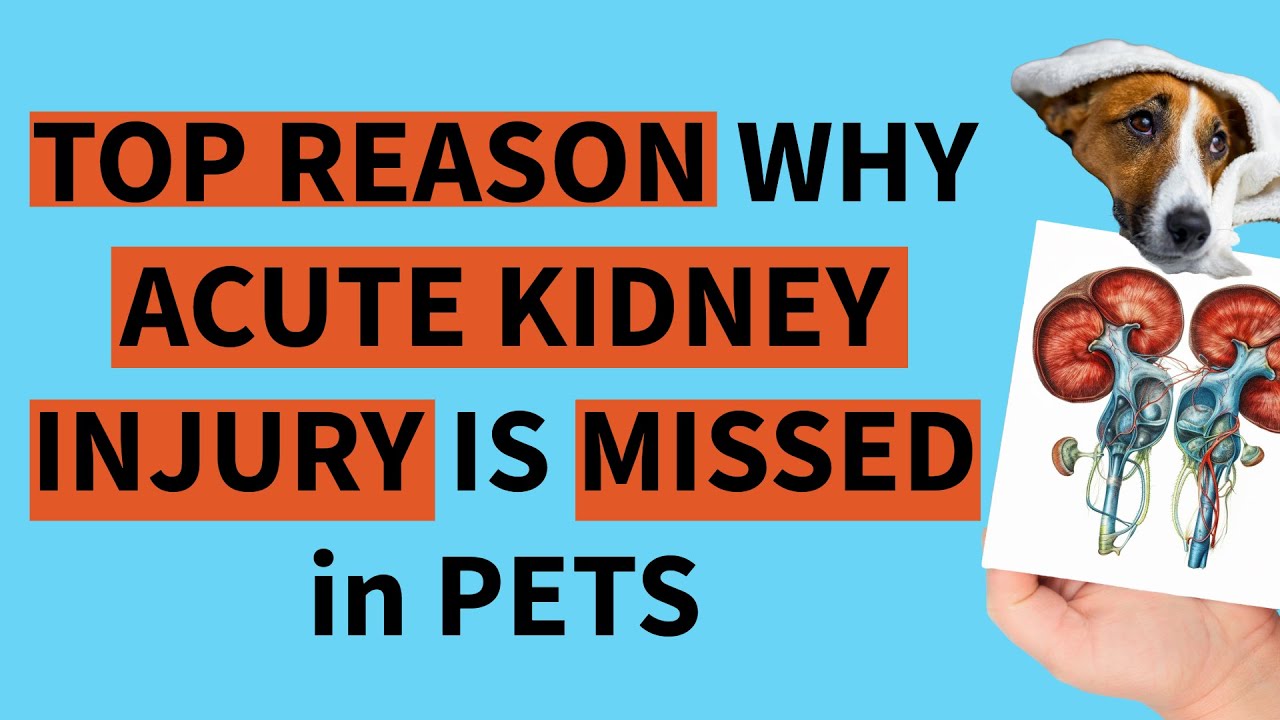 Understanding Acute Kidney Injury in Dogs and Cats: Diagnosis, Stages, and Creatinine Limitations