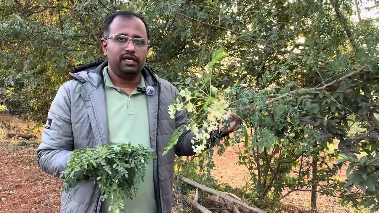 ನುಗ್ಗೇ ಸೊಪ್ಪಿನ ಅದ್ಭುತ ಆರೋಗ್ಯ ಪ್ರಯೋಜನಗಳು | Health Benefits of Moringa in Kannada.