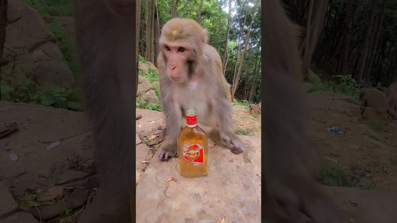 Monkey Don't Drink Alcohol #animal #babymonkey #monkeyaround #youtubeshorts #cow #cute