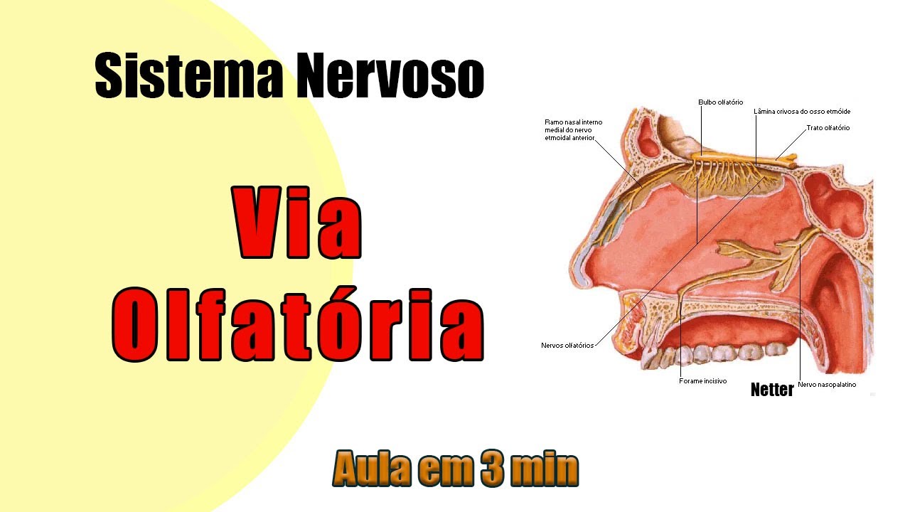 Via Olfatória - Anatomia Humana