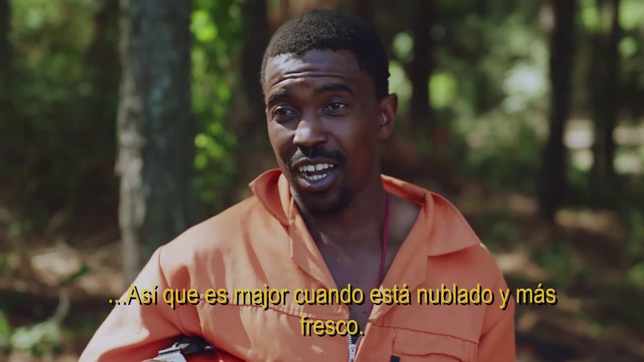 Husqvarna 572 XP®, talando pinos en Sudáfrica