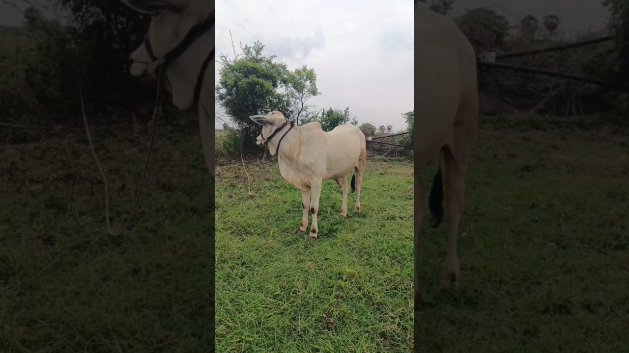 pure quality Ongole bull🔥channel no:9392704879