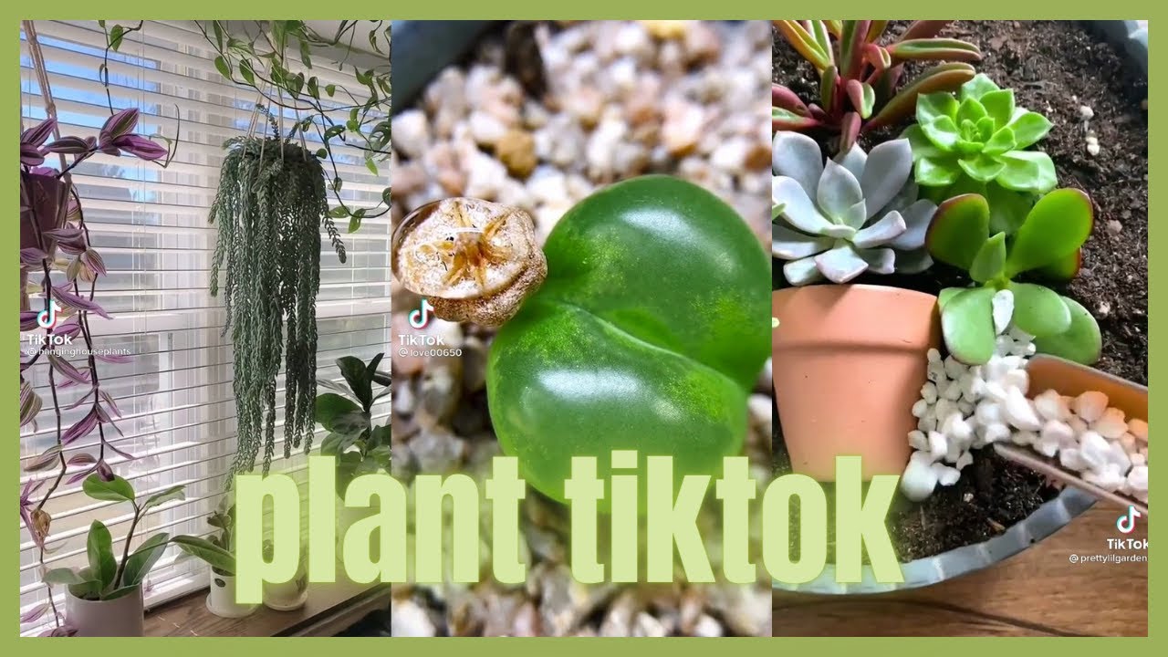TikTok plants ;)
