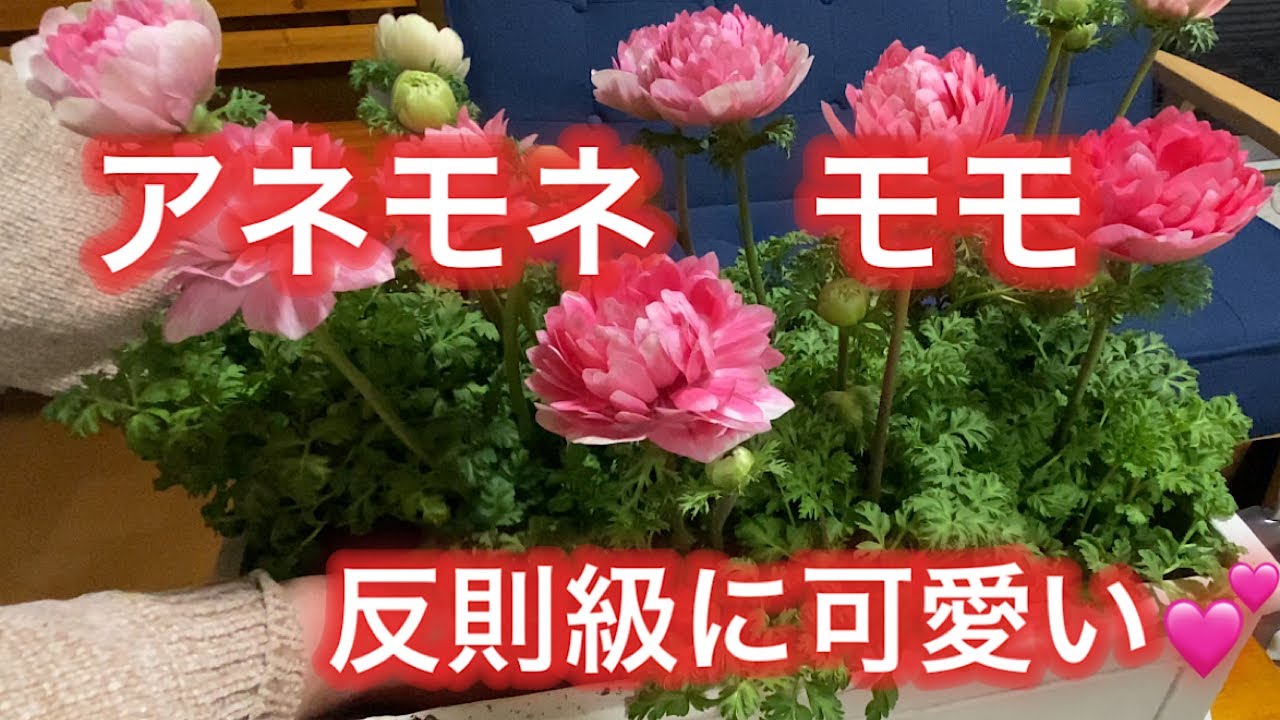 【アネモネモモ、星咲ふくりんりん】反則級の可愛さにくらくら
