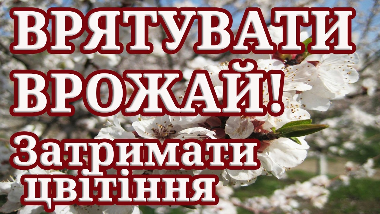 Як затримати цвітіння абрикоса та врятувати врожай від заморозків.