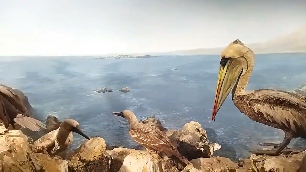 Primera parte: Diego, en el MUSEO NACIONAL DE HISTORIA NATURAL (SANTIAGO/CHILE), Febrero 29/2026.