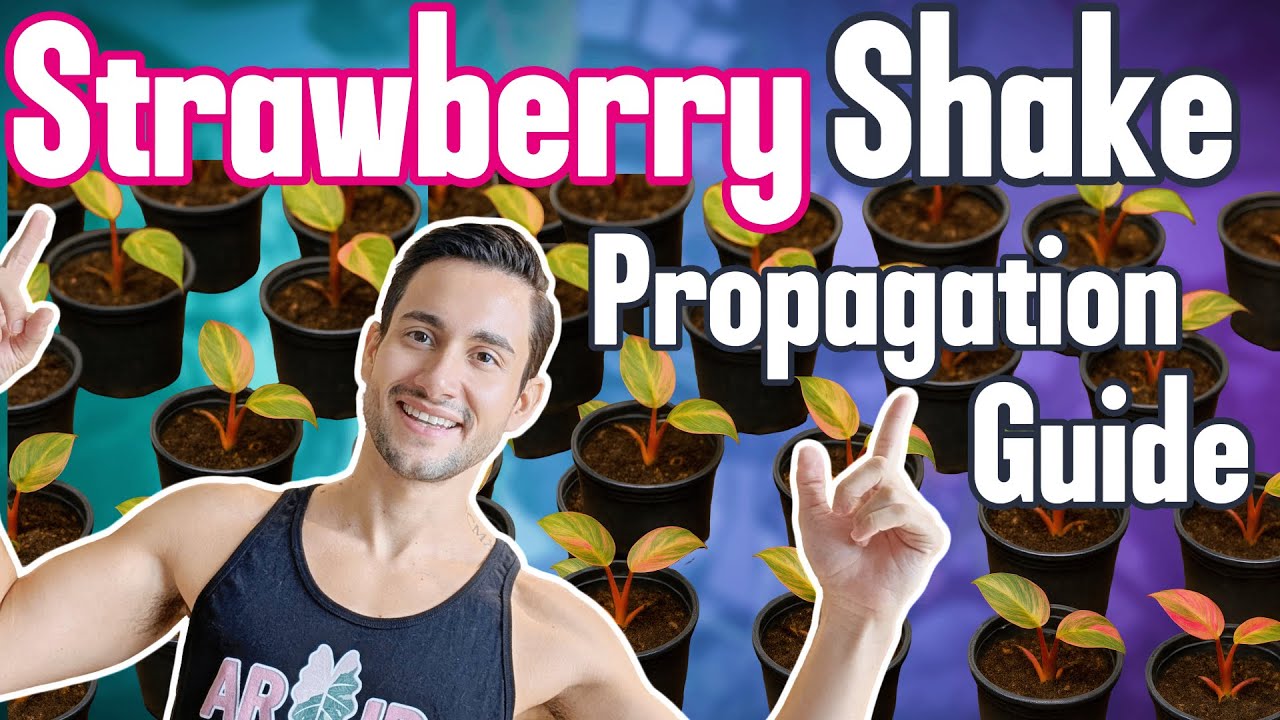 Strawberry Shake CARE & looking for High Variegation | Philodendron Propagation Guide!