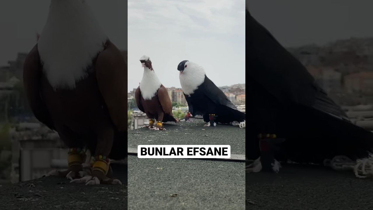 Bu kuşlara hastayım 