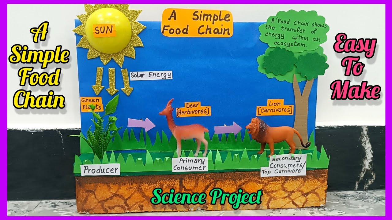 Food chain model | food chain project model | #foodchain #scienceproject
