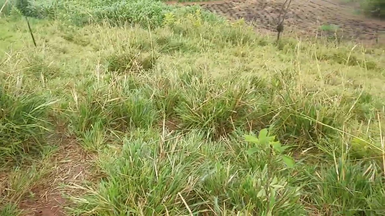 voce vai plantar o capim mombaça então veja este video antes ...