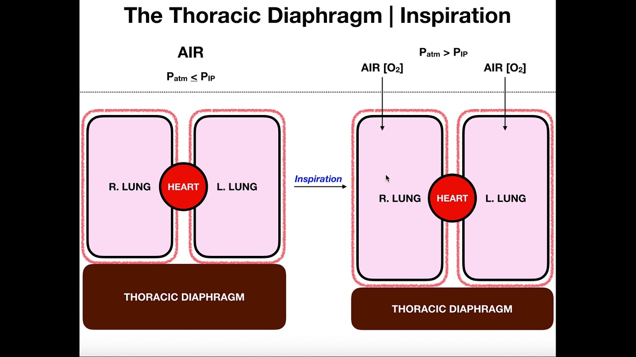 The Mechanisms of Breathing (Ventilation) | Inspiration & Expiration
