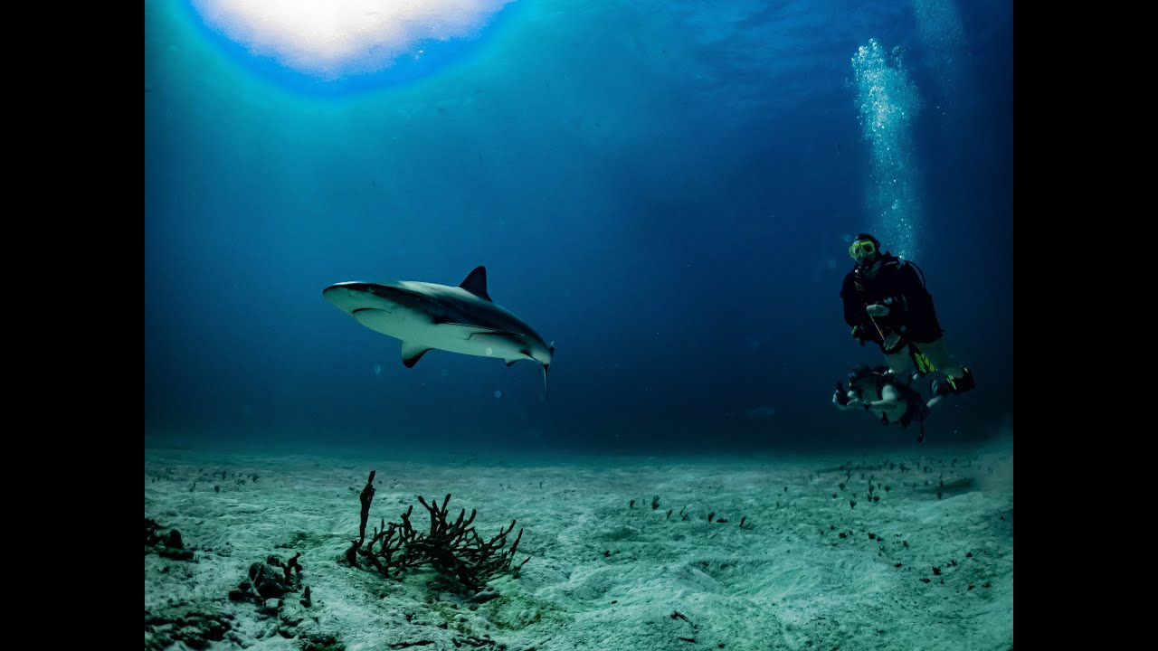 Scuba Diving  Exuma Cays Bahamas Nov 2022