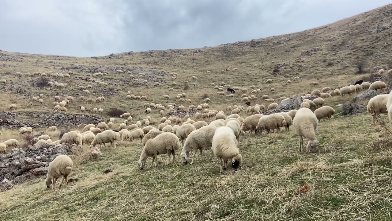 KÜCÜK BAŞMI BÜYÜK BAŞMI KARLI