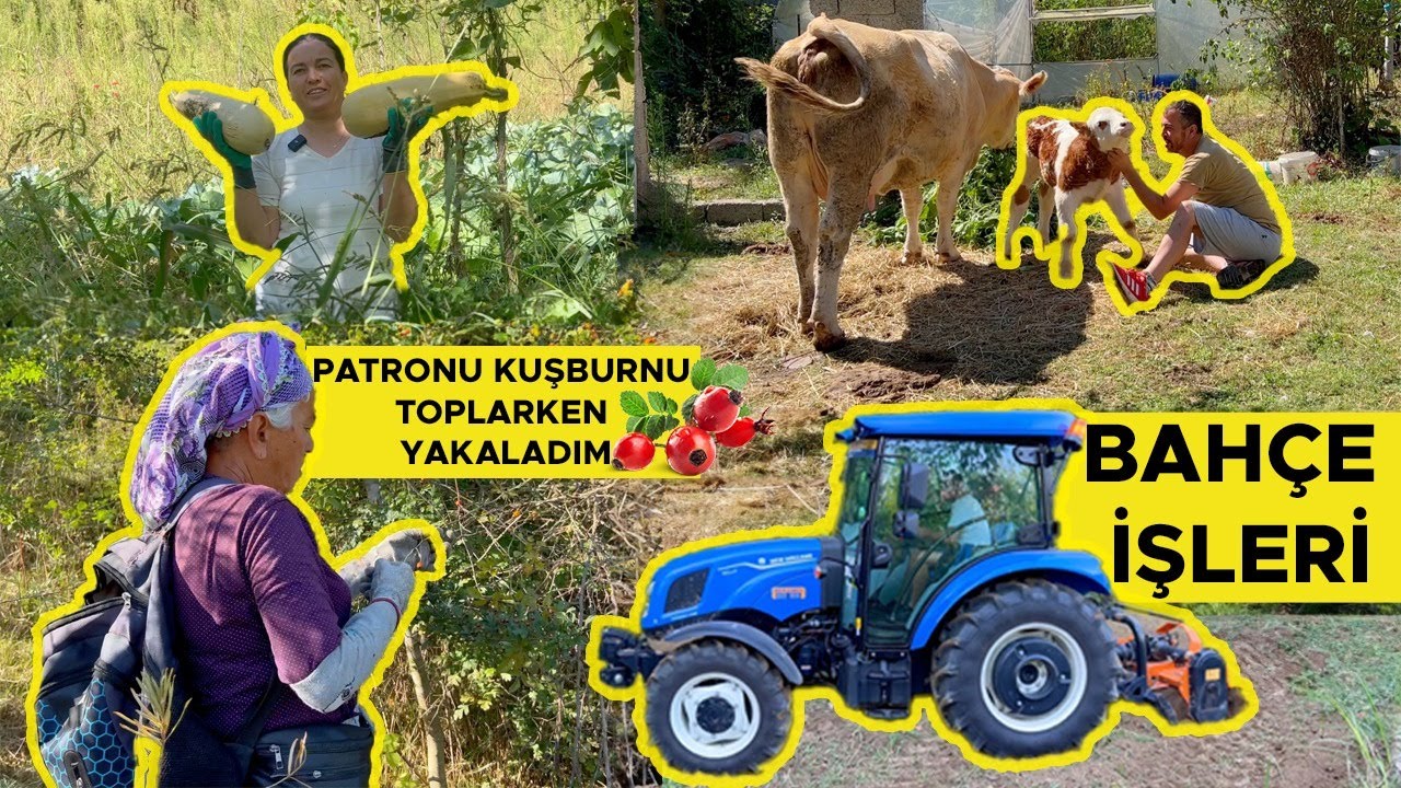 BAHÇE İŞLERİ PATRONU KUŞBURNU TOPLARKEN YAKALADIM