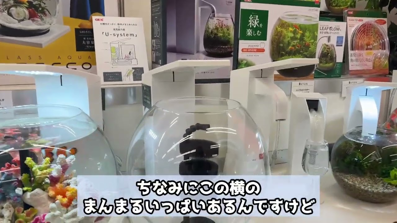 新商品「デカペルコ」！人気のペルコがデカくなりました✨