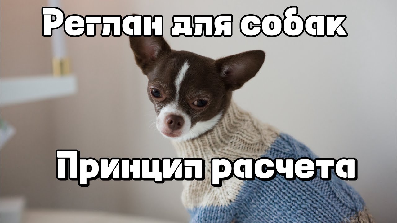 Реглан для собак: принцип расчета петель 