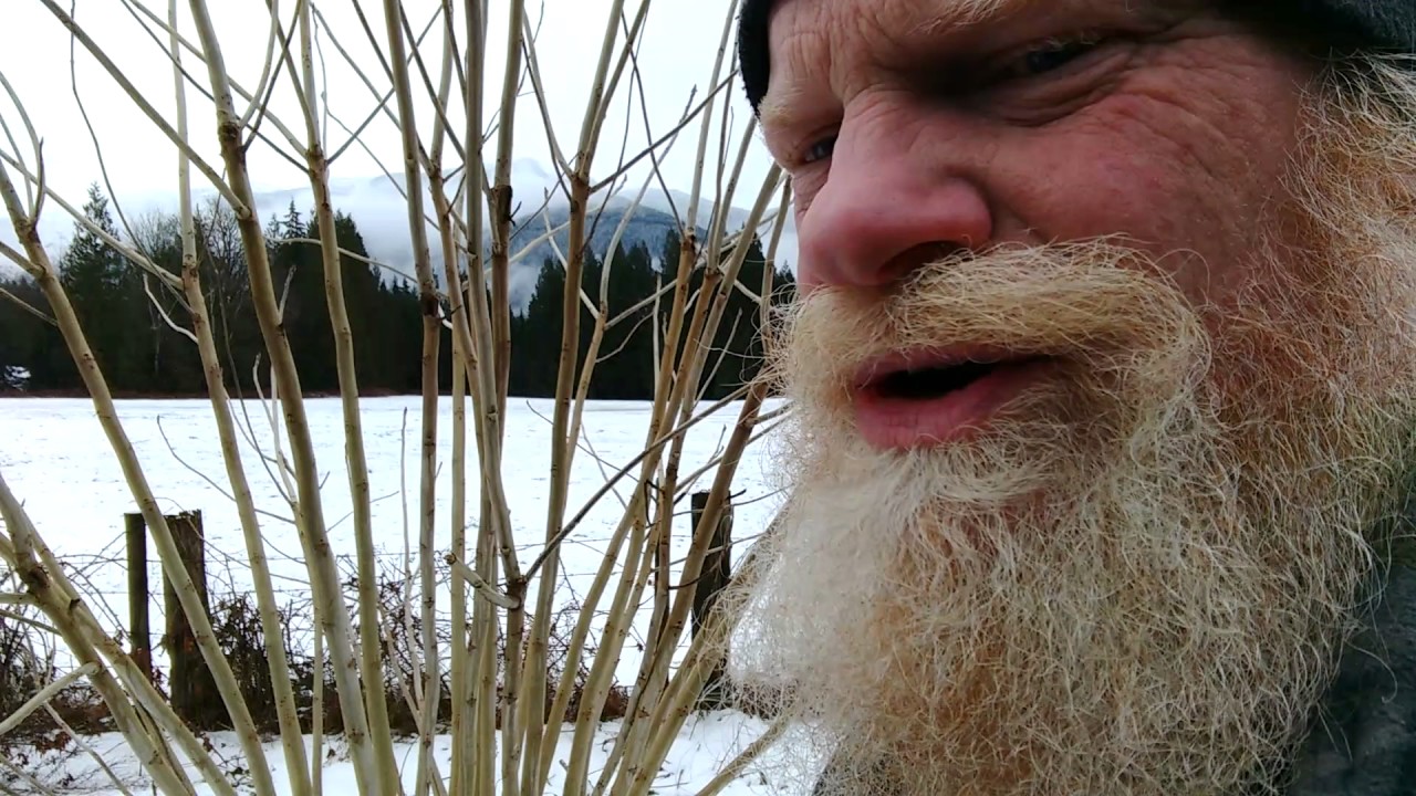 Miricle valley Bigfoot migration is awakening with tree changes thru the valley systems like veins.