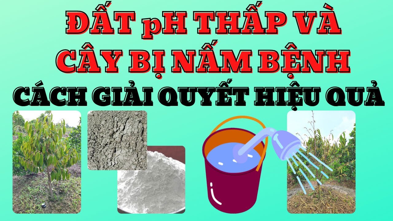 Cây bị nấm bệnh vùng gốc và đất pH thấp | Cách quản lý hiệu quả nấm bệnh và nâng pH