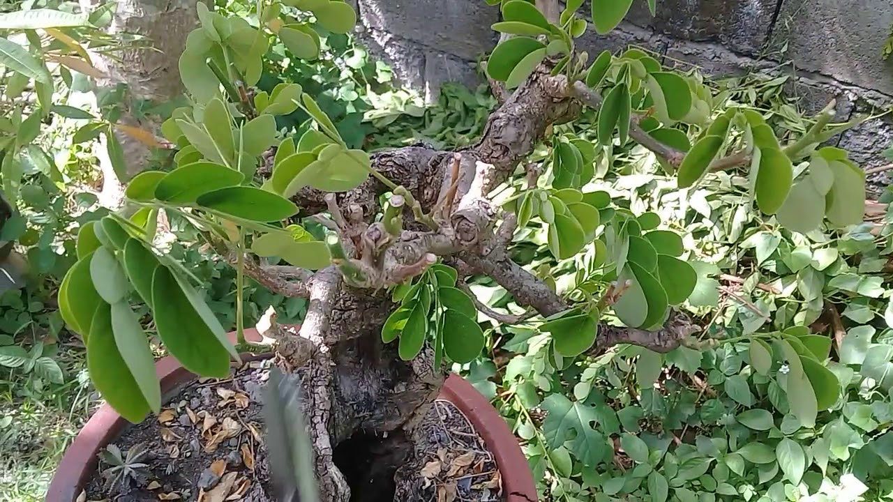 Acacia bonsai