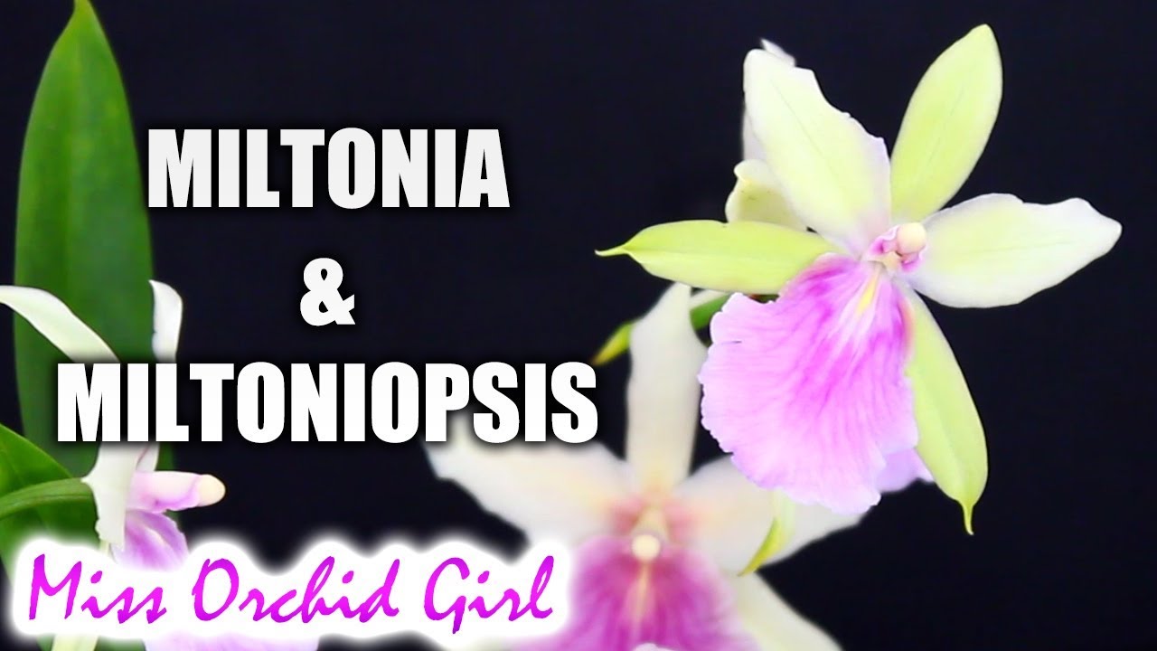 About Miltonia & Miltoniopsis Orchids and their hybrids