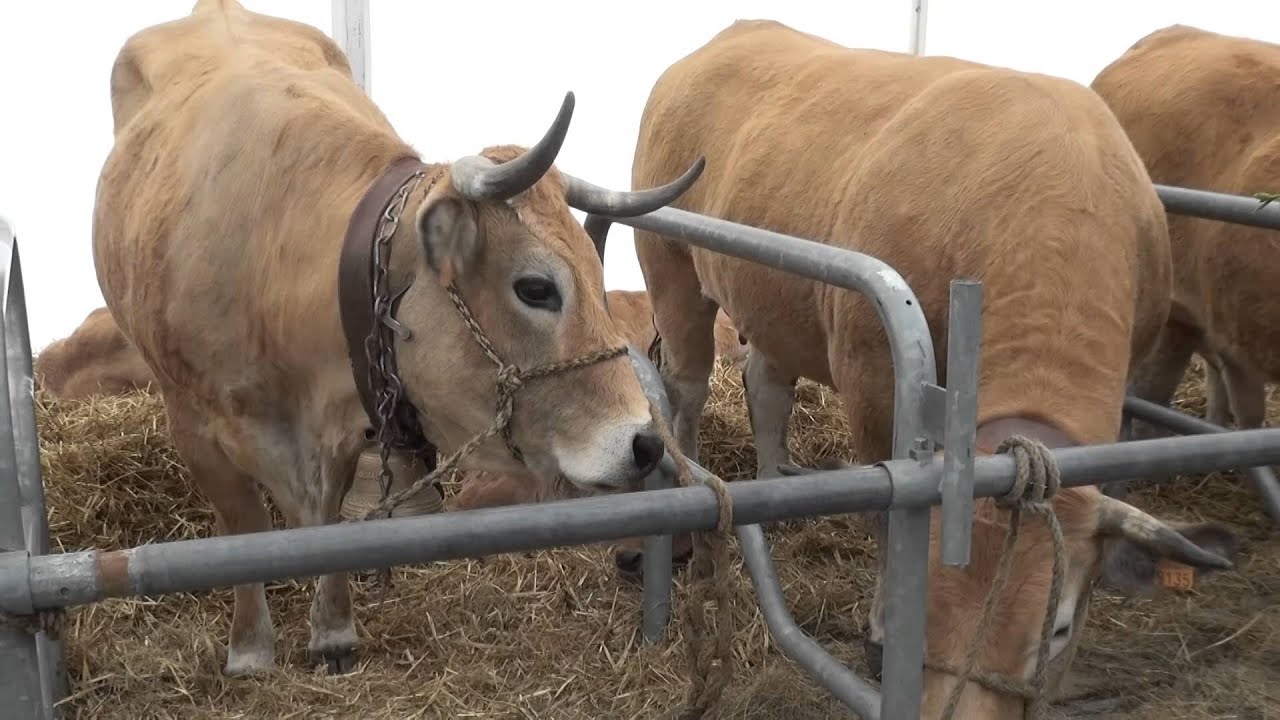 Transhumance à Aubrac