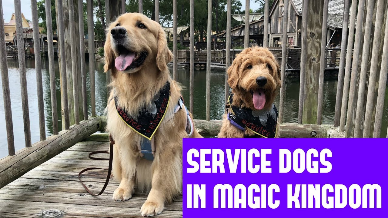 Service Dogs at Disney World!! || Disney Vlog #2