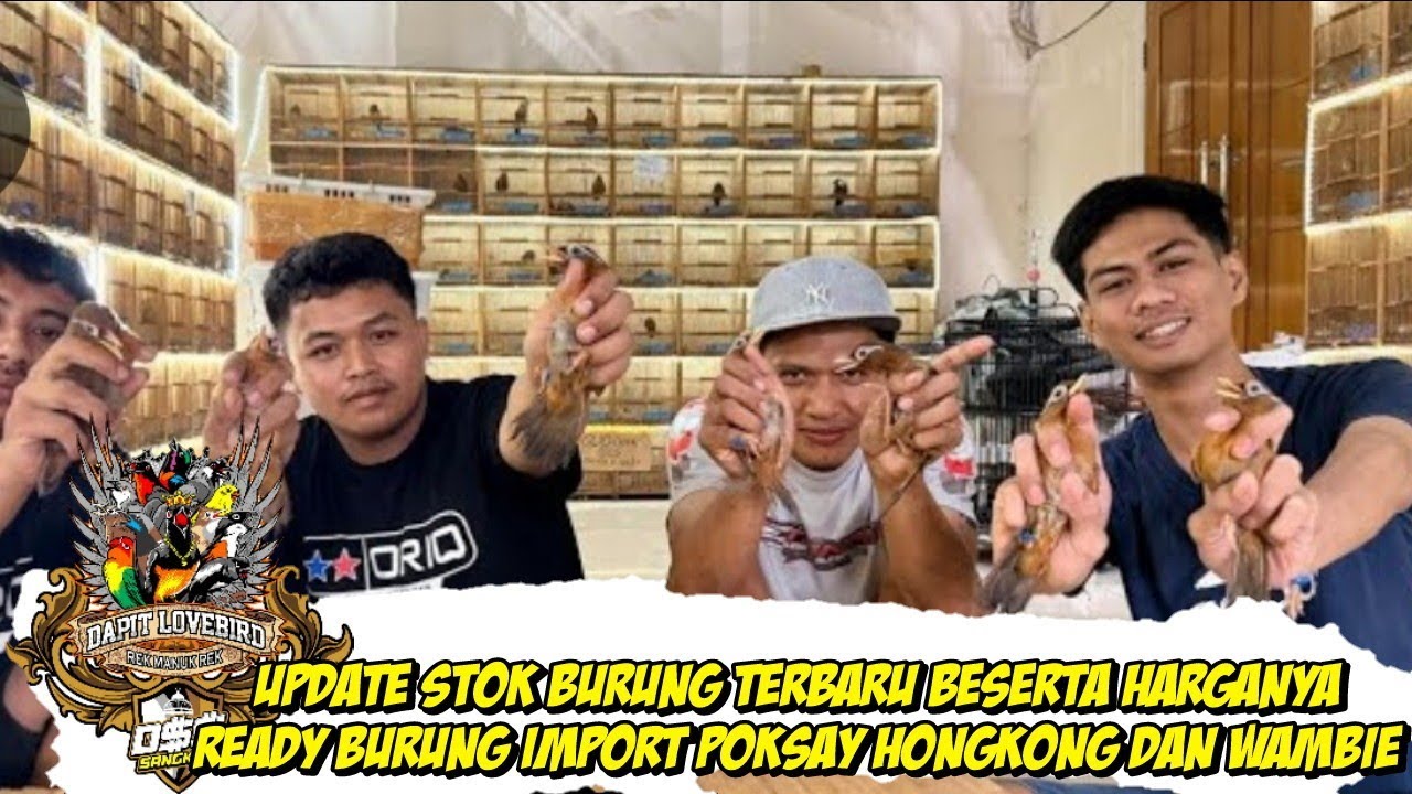 UPDATE STOK TERBARU BESERTA HARGANYA - BURUNG IMPORT POKSAY HONGKONG DAN WAMBIE