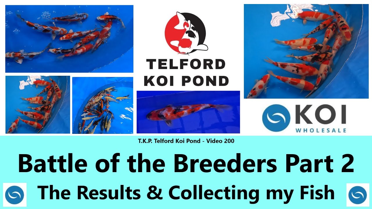 T.K.P. Telford Koi Pond - Video 200 - Battle of the Koi Breeders Part 2 - Results & the Fish #koi