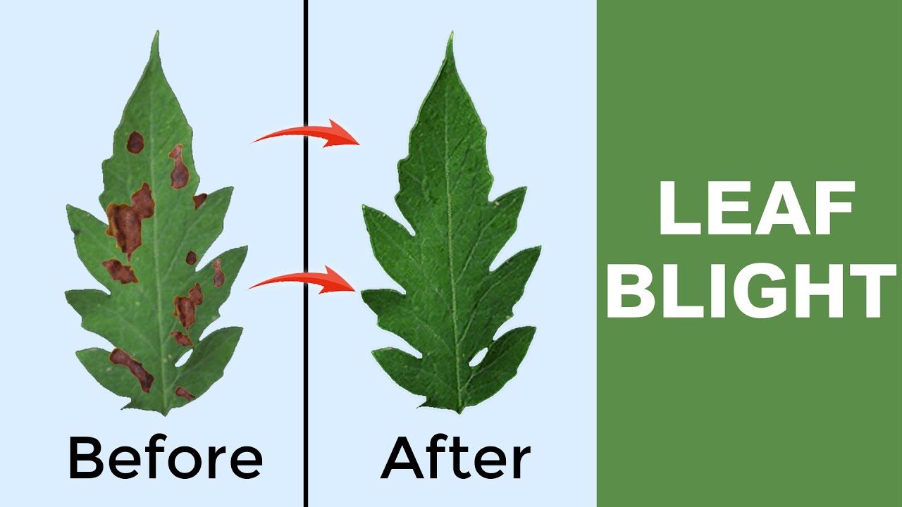 Leaf Blight Plant Disease | Causes & Cure | Leaf Blight Treatment | Plant Disease