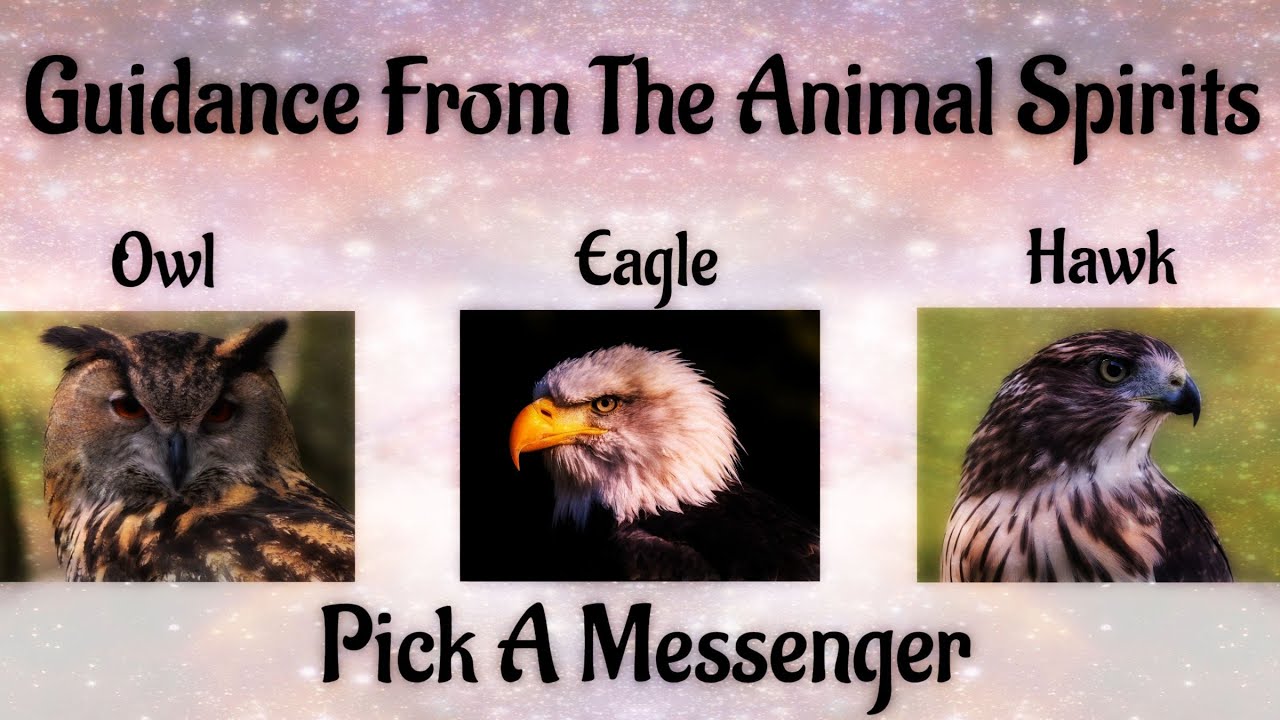 🦉Pick A Messenger🦉 Messages & Guidance From The Animal Spirits
