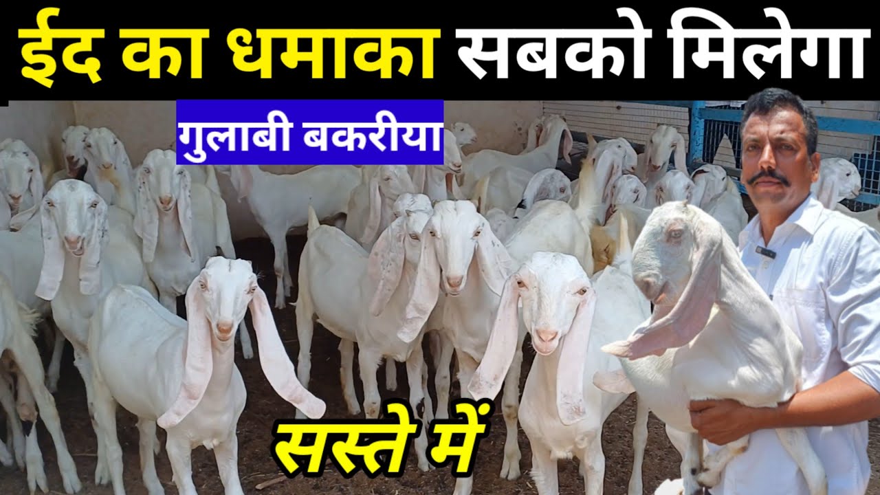 9828606818 सोजत गुलाबी गोट फार्म | सोजत गुलाबी गोट फॉर्म | GOATFARM | SOJAT GULABI GOAT FARM |