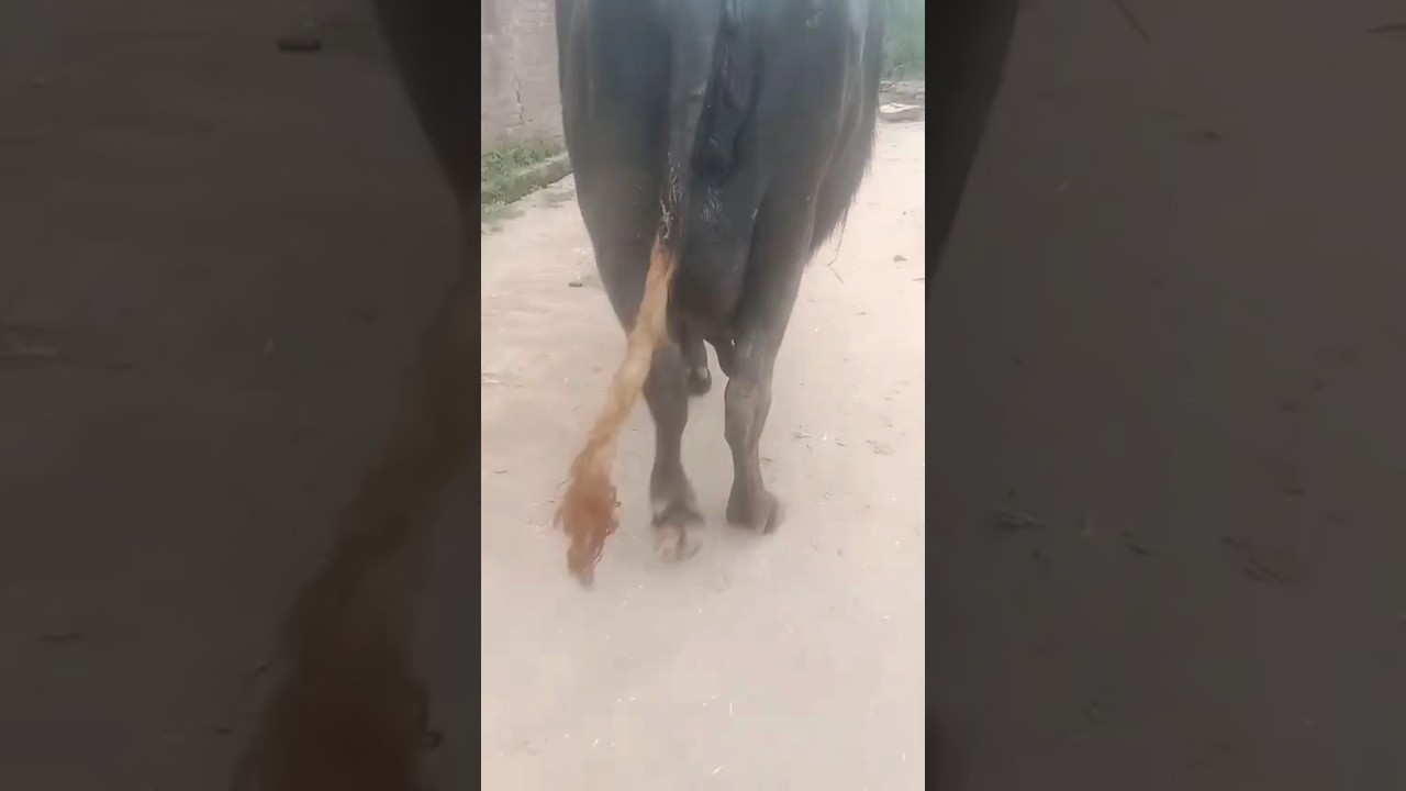 best top class buffalo.