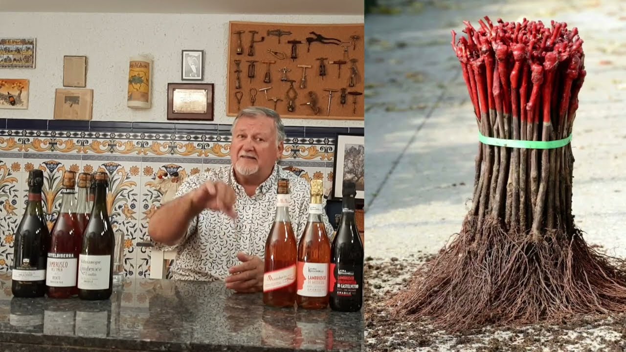 193 - ¿Qué es el lambrusco?, ¿Una uva?, ¿Un tipo de vino?, ¿Una DO?...