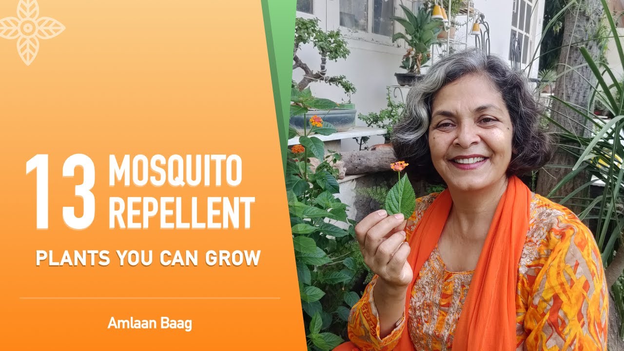 13 Mosquito Repellent Plants You Can Grow | ये पौधे उगाइए मच्छर भगाइए